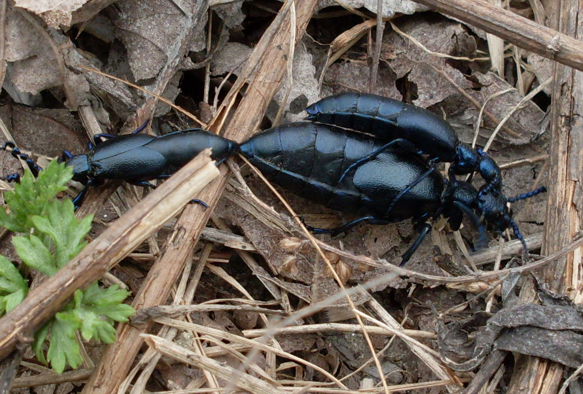 Sostanza arancione meloidae